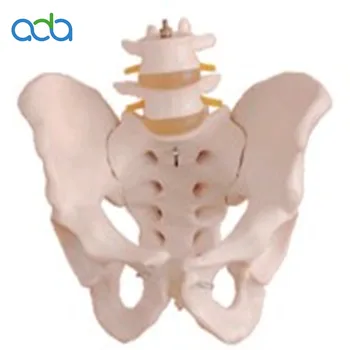 PVC Модел на таза в реален размер, 2 лумбалния прешлен, анатомическая модел на скелета на човека до bix-A1039