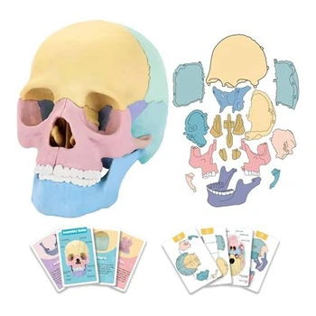 1 комплект пъзела с анатомията на лицето и черепа, Подвижни мини-модел на човешкия череп, обучение клиника