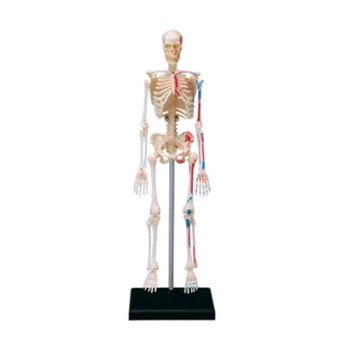 Мини-анатомическая модел на човешкия скелет на цялото тяло, подходящо за лекари, студенти и студентски D5QC