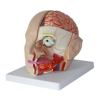 G5AA Анатомическая човешки модел, Модел на анатомична артериите на човека, Анатомическая модел на главата на човек