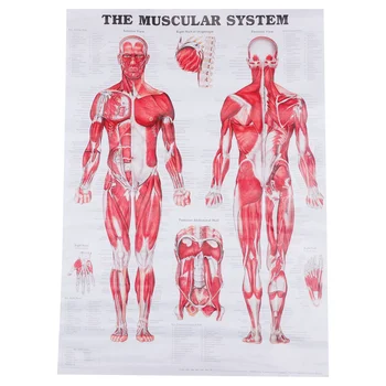 Схема на мускулната система на човека, на потребителя с анатомична система, Плакат с тялото, Диаграма