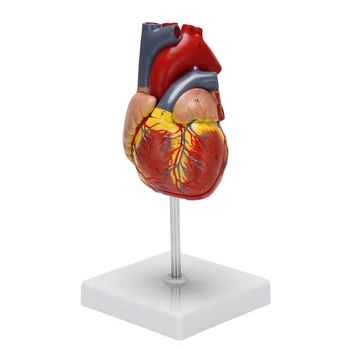 Моделът на човешкото сърце е 1: 1, анатомично точно модел заболявания, анатомия на човешкия скелет в реален размер За показване на конституцията на класната стая