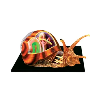 Играчка за сглобяване на пъзела, имитирующая биологично животно, модел за обучение по анатомия на органите на охлюви