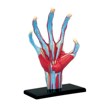 Анатомическая модел ръцете си с мускули, связками, нерви и артериями, подвижни части, директен доставка