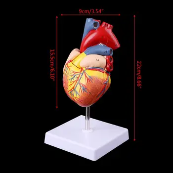 Анатомическая модел на човешкото сърце в разглобено формата 1: 1 Модел на здравно подпори Безплатна доставка Анатомический Медицински обучителен инструмент Подвижни 2 част