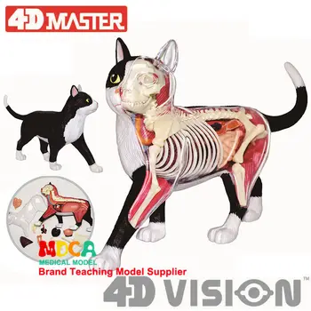 4D МАЙСТОР-анатомическая модел черно-бяла котка, сглобяване на пъзела, моделиране на биологични органи на животни, здравно обучение