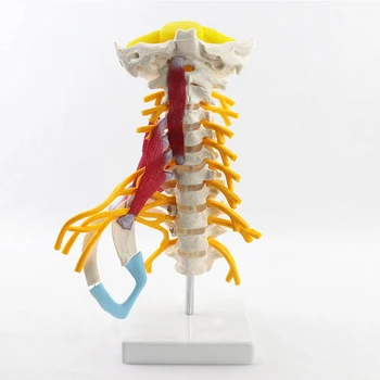 Анатомическая модел на шийния отдел на гръбначния стълб на човека 1: 1 С Мышечным нервом, Багажник мозъка, Тилната кост, Подвижни Учебни помагала по медицина